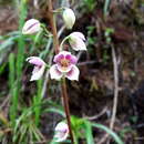 Image of Koellensteinia ionoptera Linden & Rchb. fil.