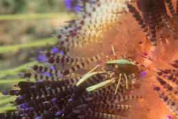 Image of variable fire urchin