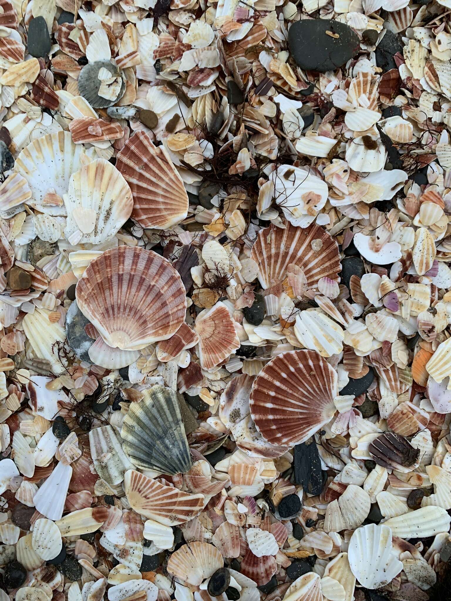 Image of Great Atlantic scallop