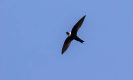 Image of White-collared Swift