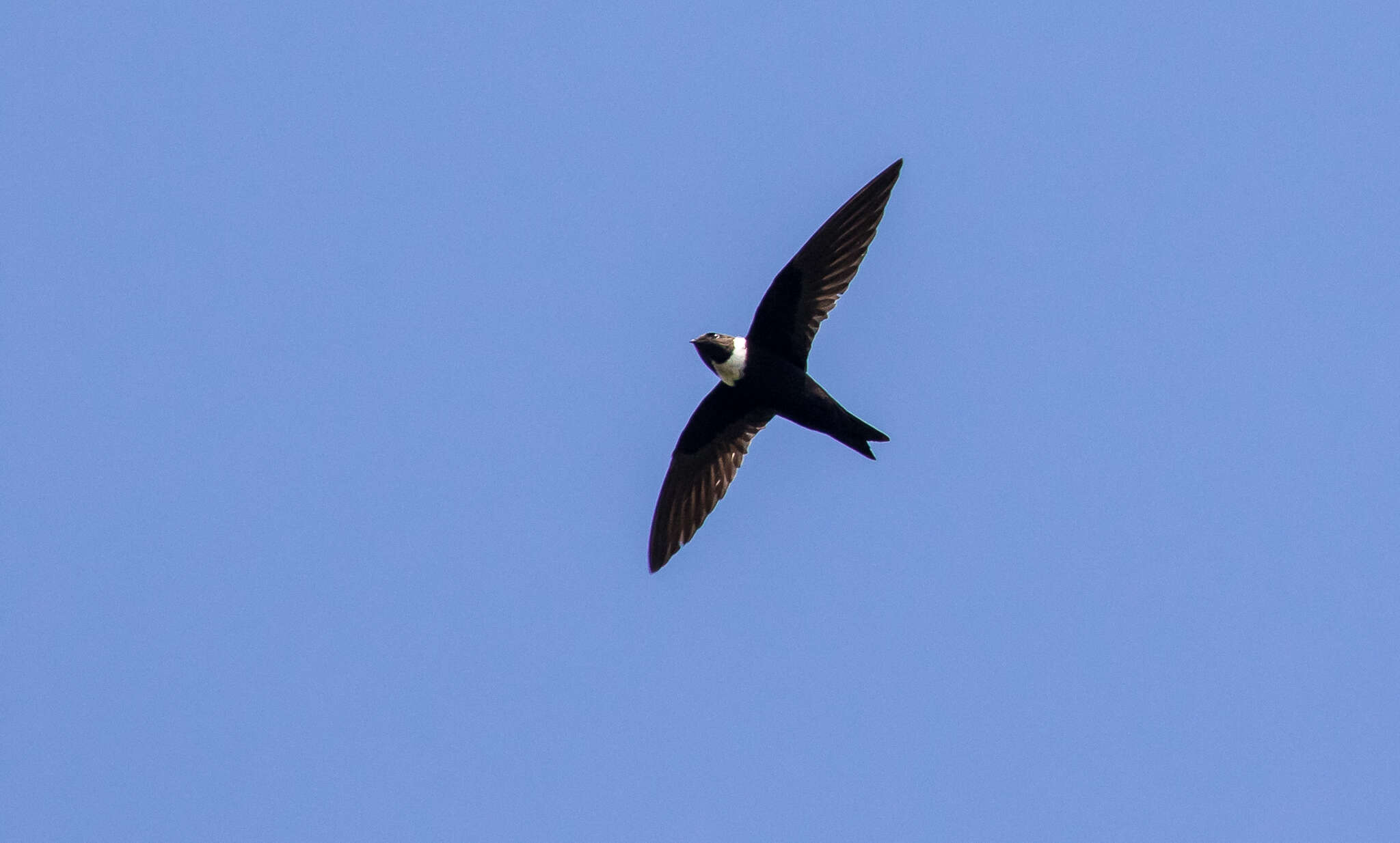 Image of White-collared Swift