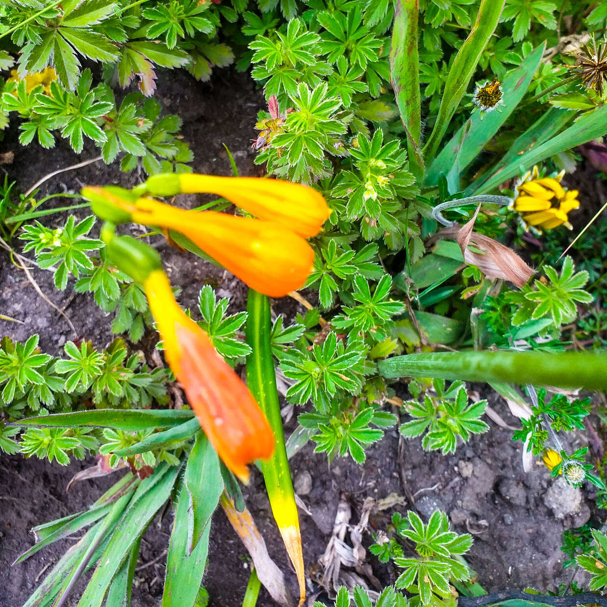 Image of Stenomesson aurantiacum (Kunth) Herb.