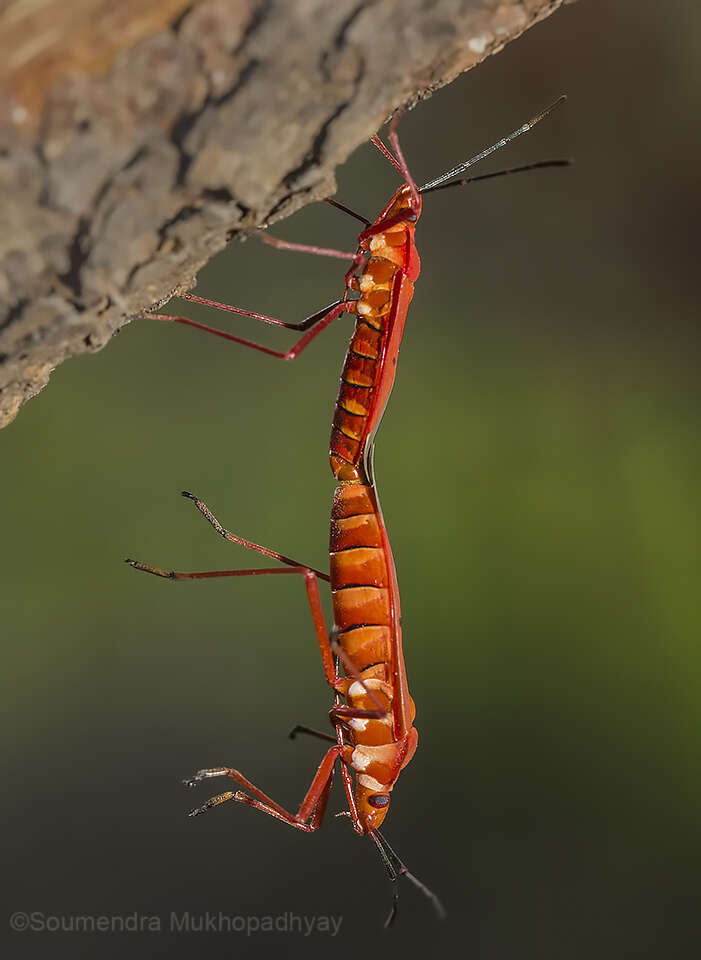 Image of <i>Dysdercus evanescens</i>