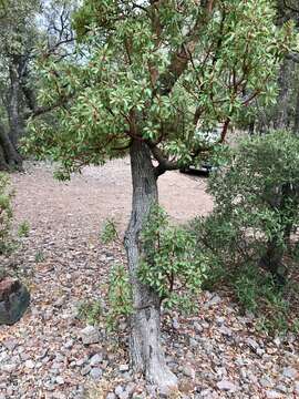 Image of Arizona madrone