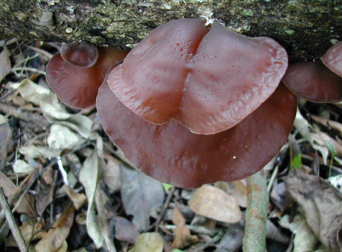 Image de Auricularia fuscosuccinea (Mont.) Henn. 1893