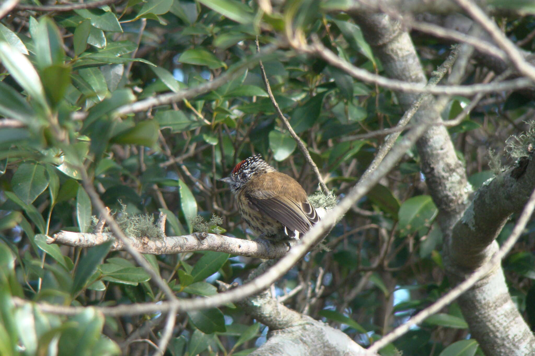 Image of Mottled Piculet