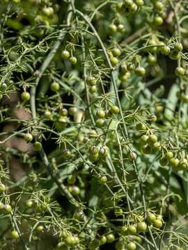 Image of Asparagus umbellatus Link