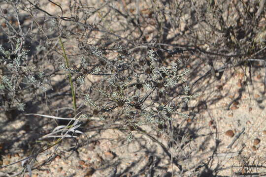 Image of Oedera fruticosa (L.) N. G. Bergh