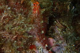 Image of Black-faced Blenny