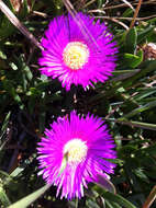 Image of Carpobrotus N. E. Br.