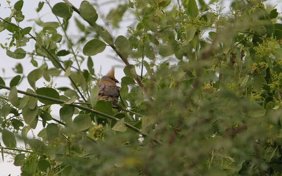 Image of Blue-naped Mousebird