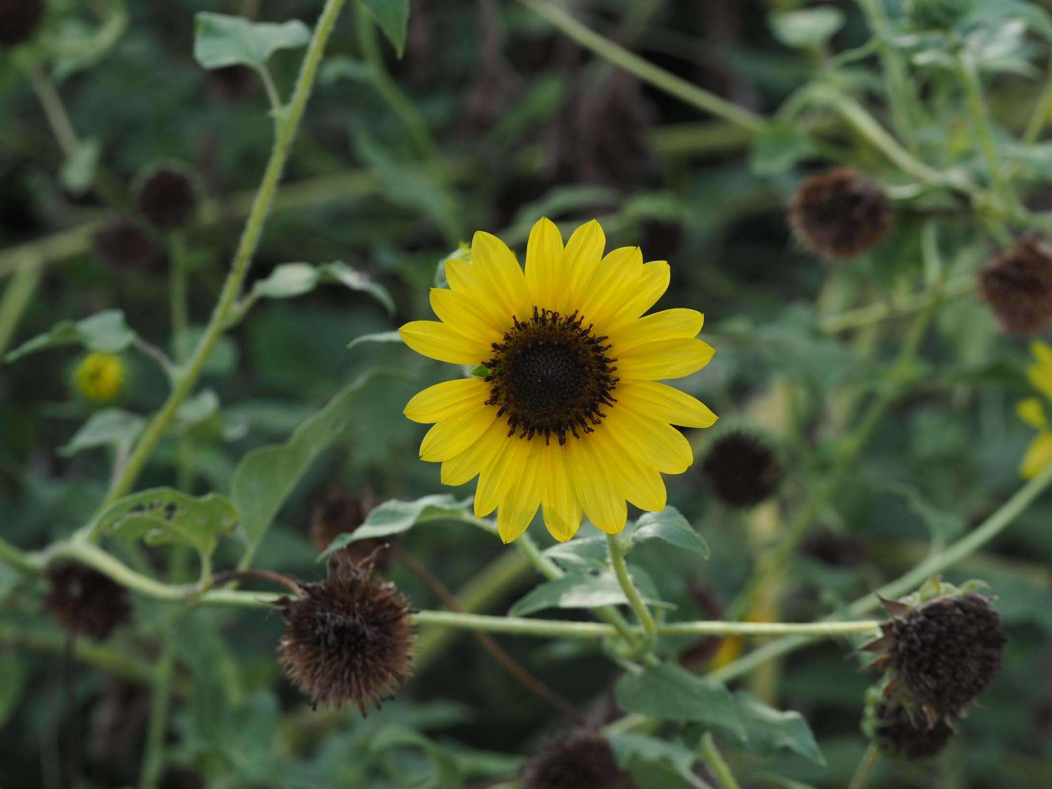 Image of cucumberleaf sunflower