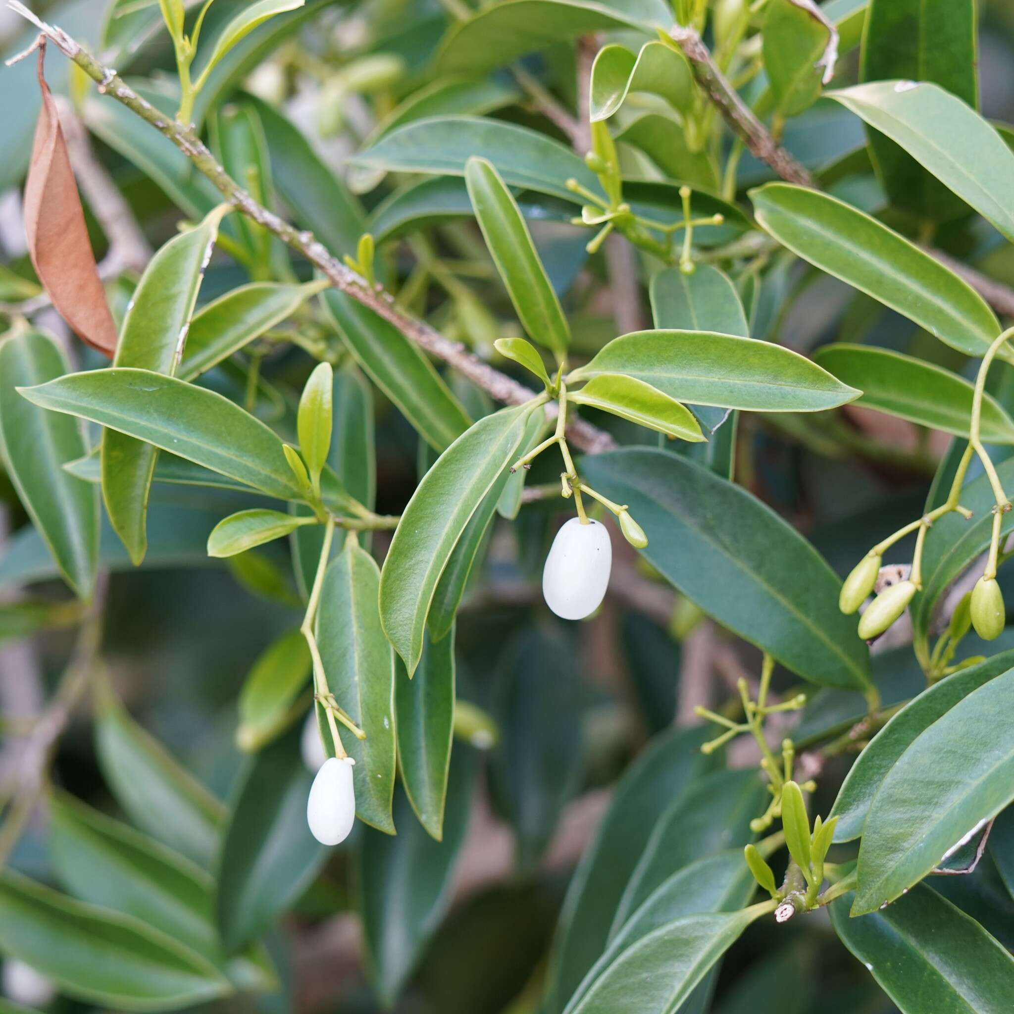 Image of tearshrub