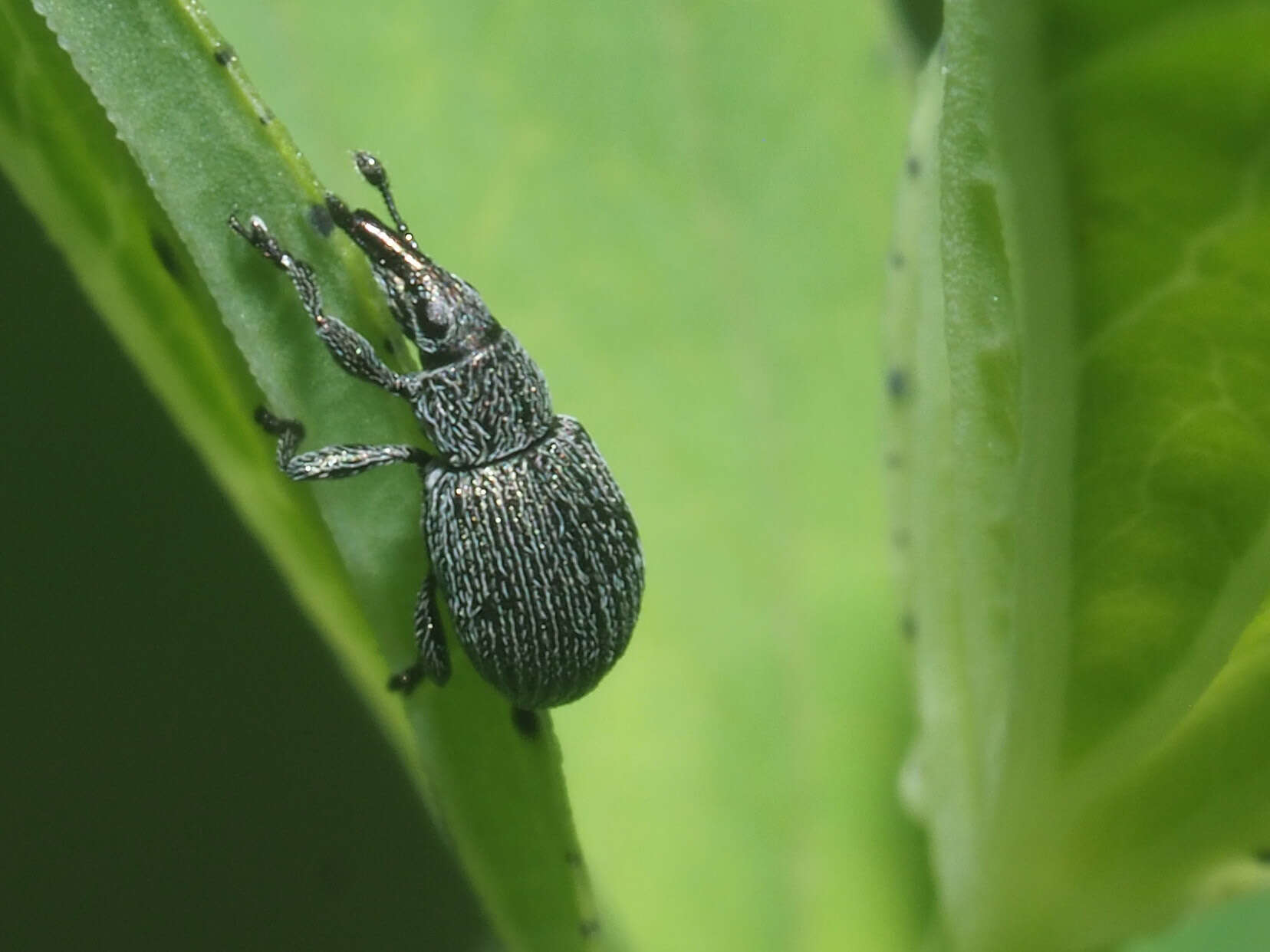 Image of Pseudoperapion brevirostre (Herbst 1797)