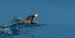 Image of Horned Puffin