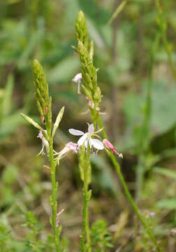 Oenothera suffulta (Engelm.) W. L. Wagner & Hoch resmi