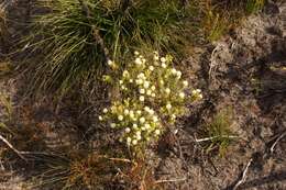 Image of Lachnaea densiflora Meissn.