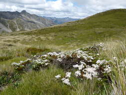 Sivun Veronica hectorii subsp. coarctata (Cheesem.) Garn.-Jones kuva