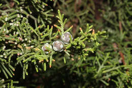 Juniperus phoenicea subsp. turbinata (Guss.) Nyman的圖片