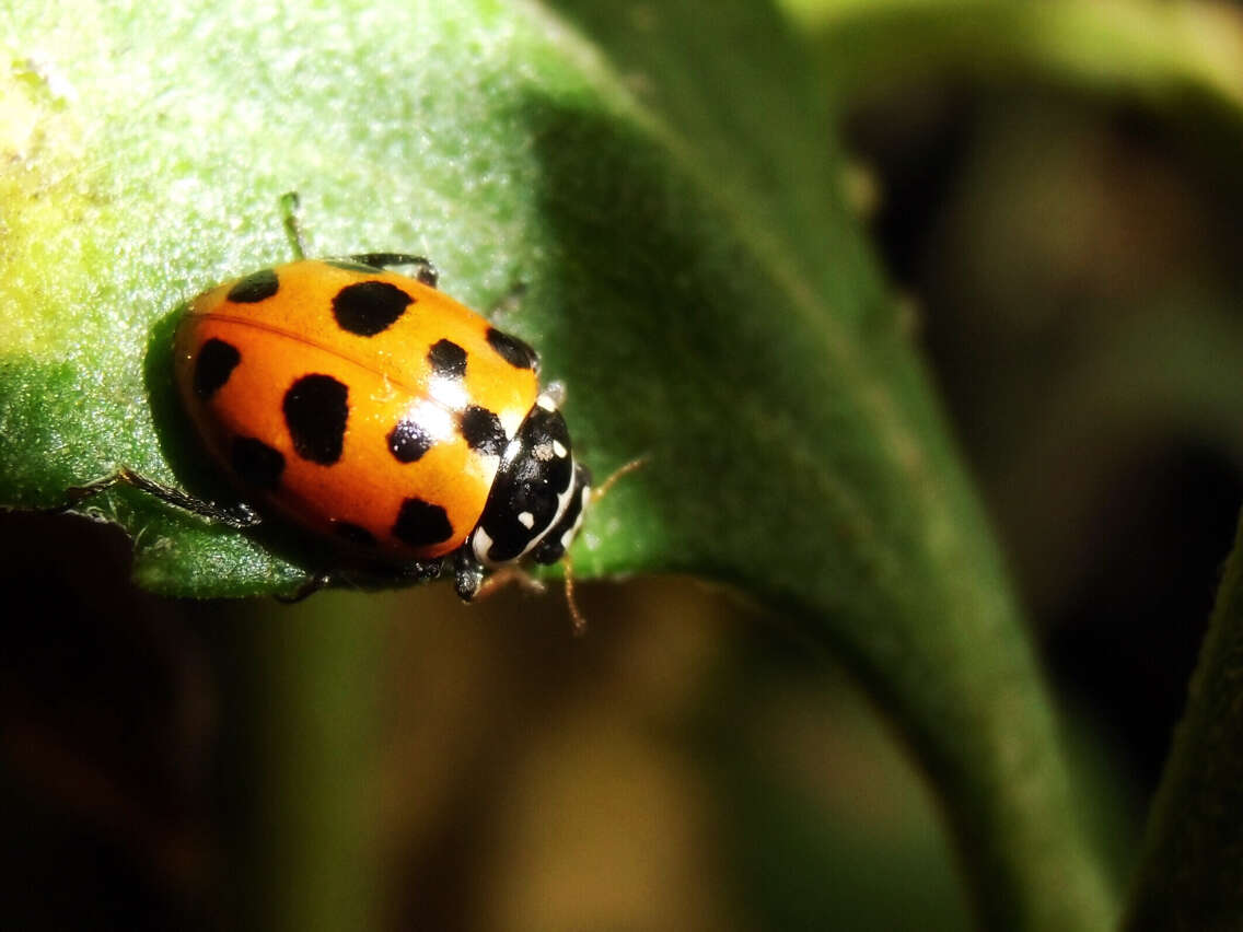 Image of Lady beetle