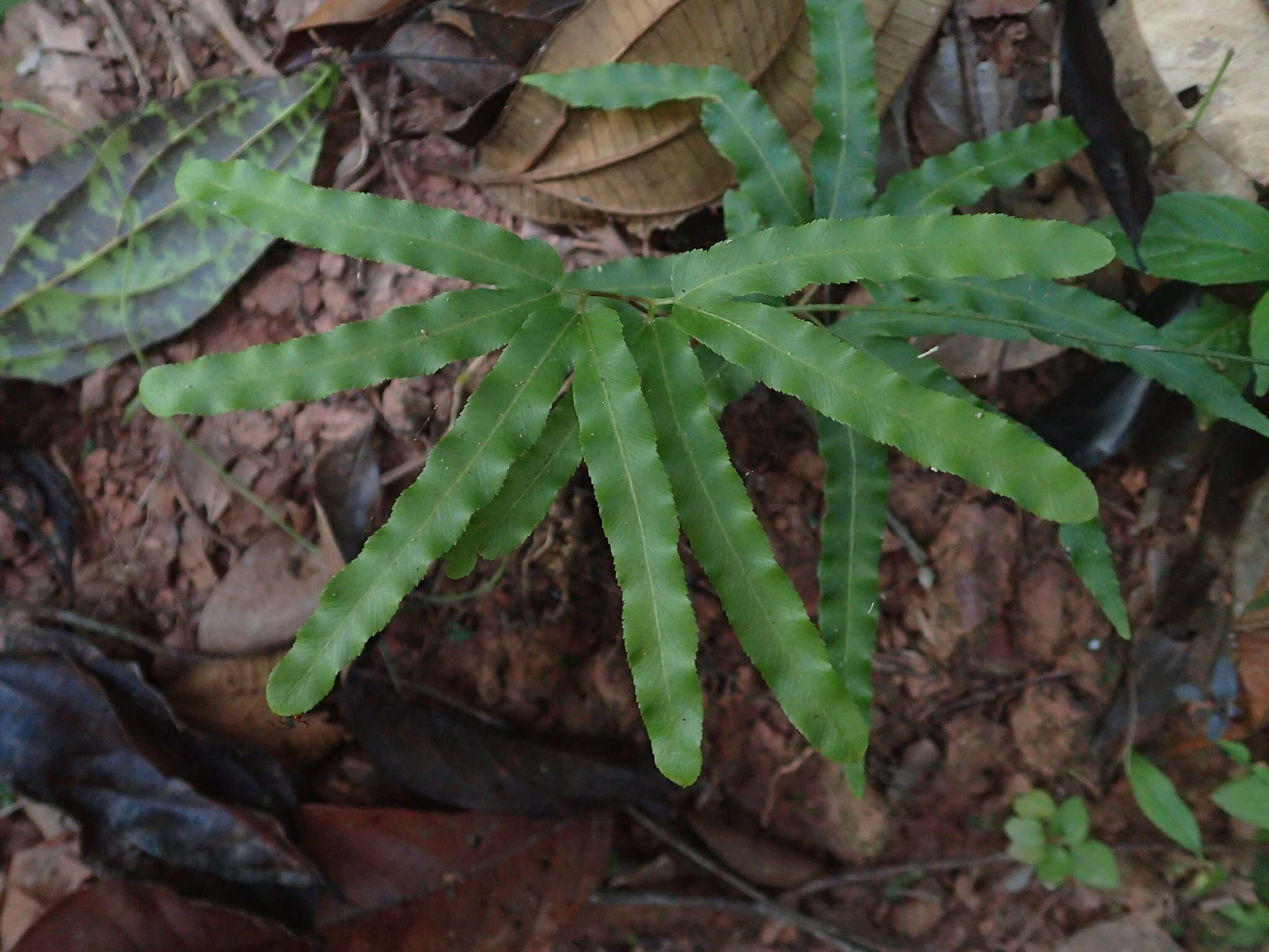 Image of Lygodium volubile Sw.