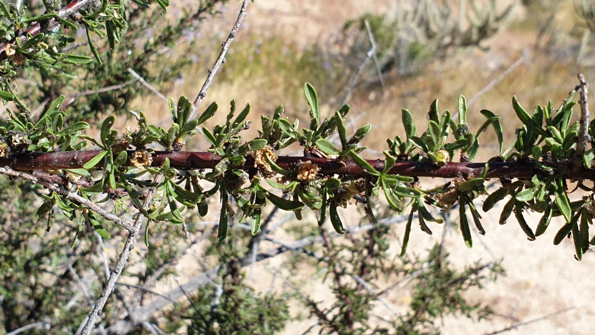 Imagem de Prunus fasciculata subsp. fasciculata