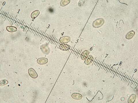 Image de Pholiota conissans (Fr.) M. M. Moser 1986