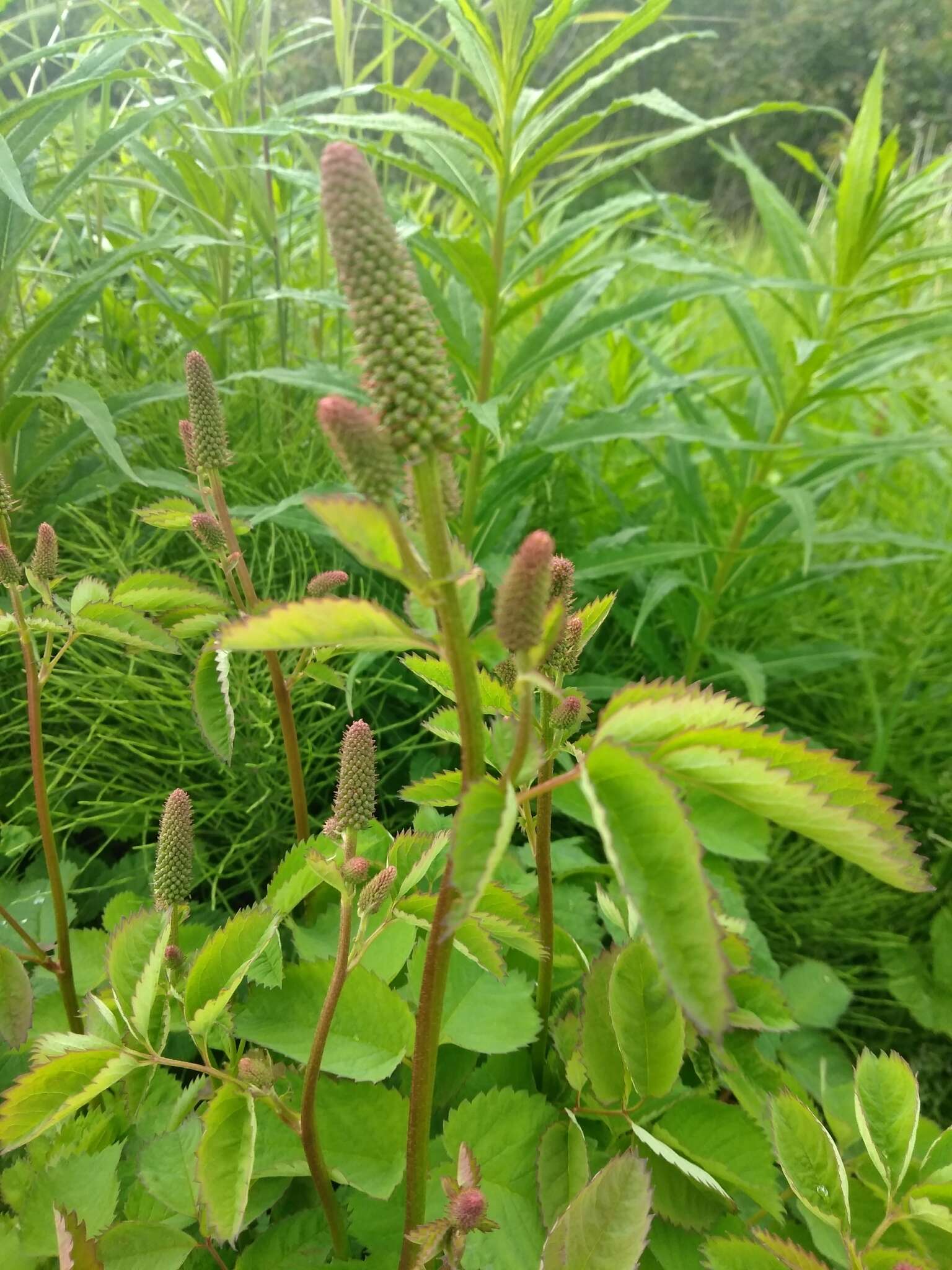 Image of Canadian burnet