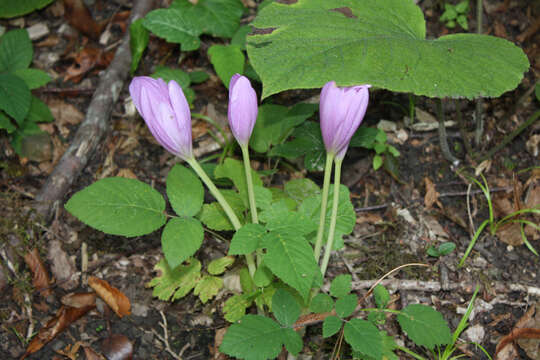 Image of showy colchicum