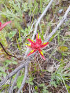 Image of Castilleja purpurascens Greenman