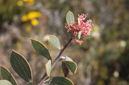 Image de Hakea neurophylla Meissn.