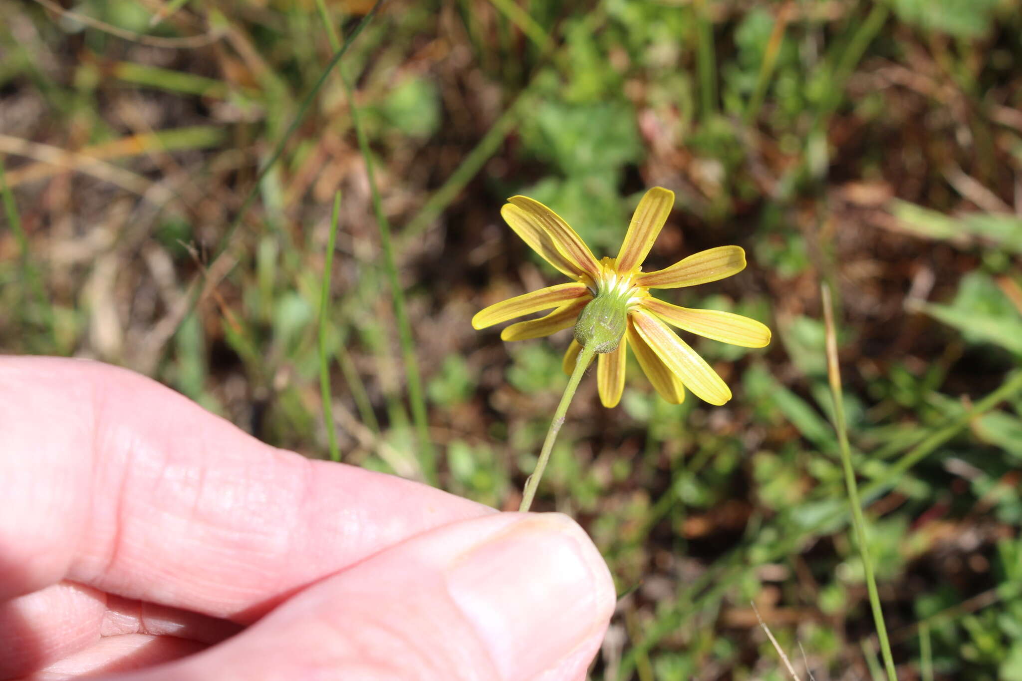 Plancia ëd Senecio littoreus Thunb.