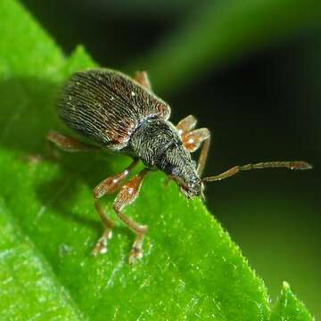 Imagem de Phyllobius (Nemoicus) oblongus (Linnaeus 1758)