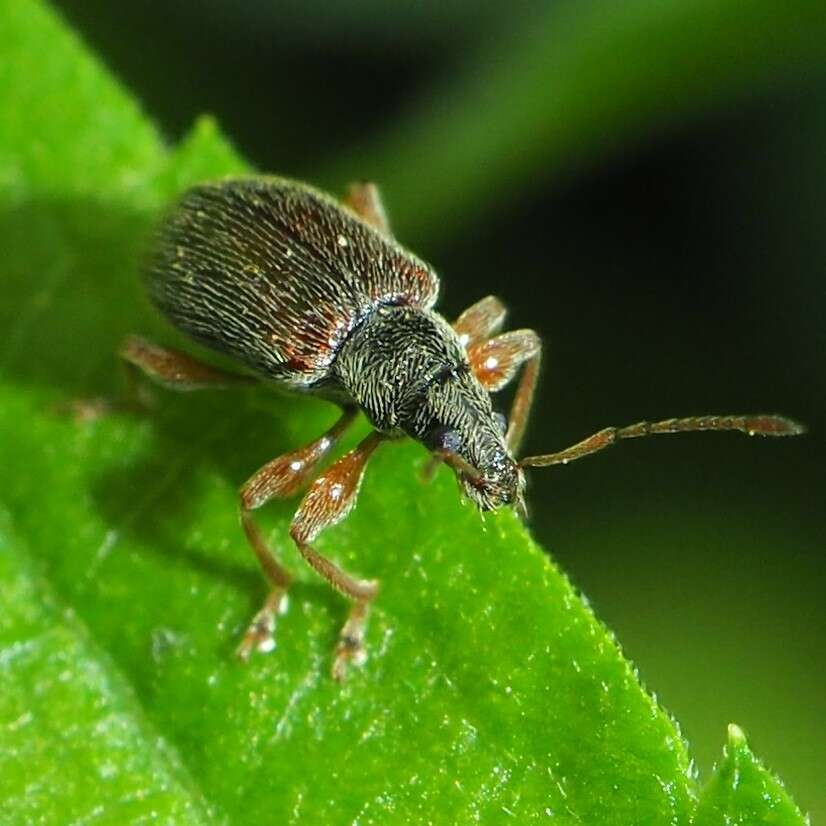 Plancia ëd Phyllobius (Nemoicus) oblongus (Linnaeus 1758)