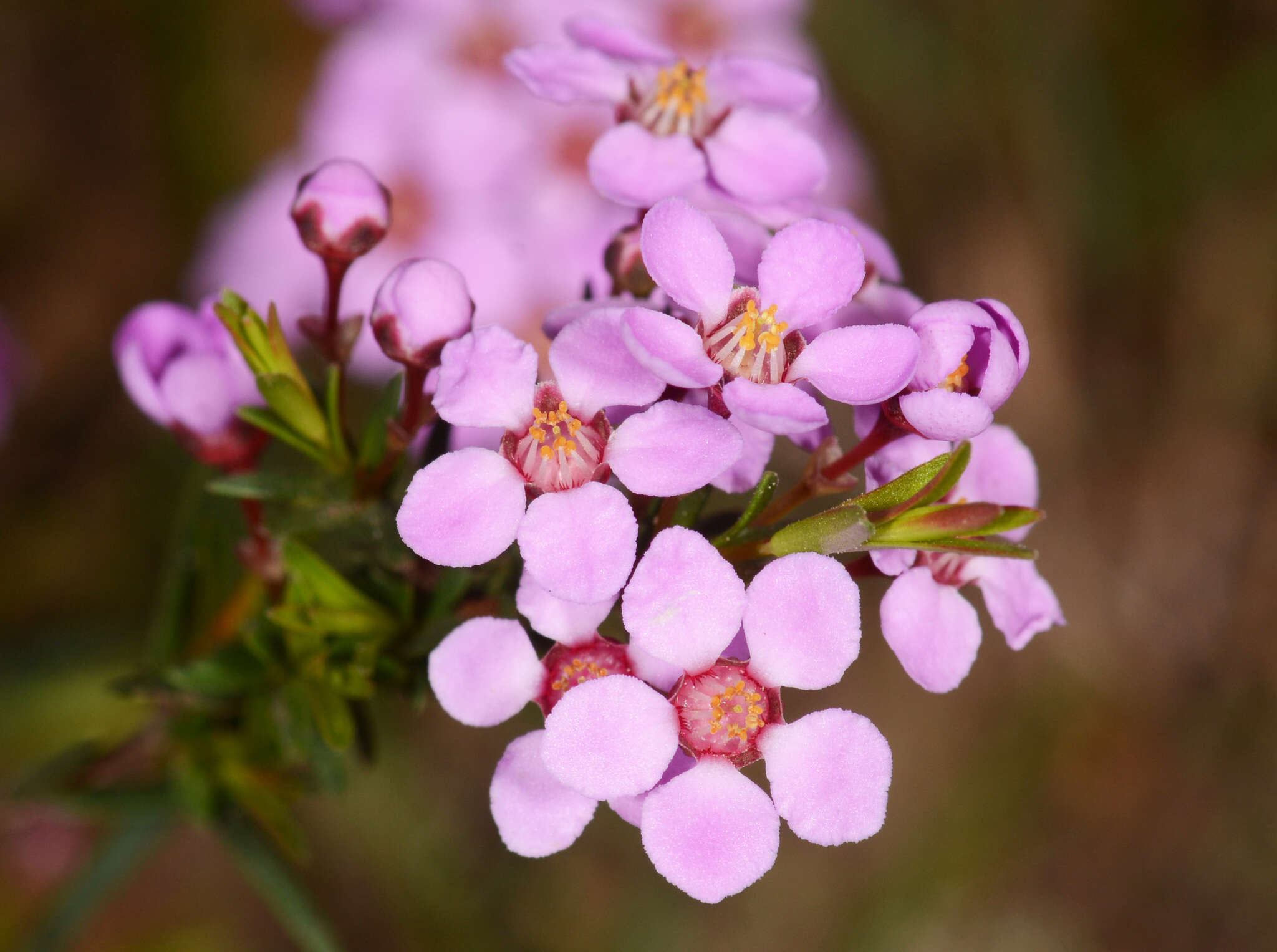 Imagem de Euryomyrtus ramosissima subsp. ramosissima