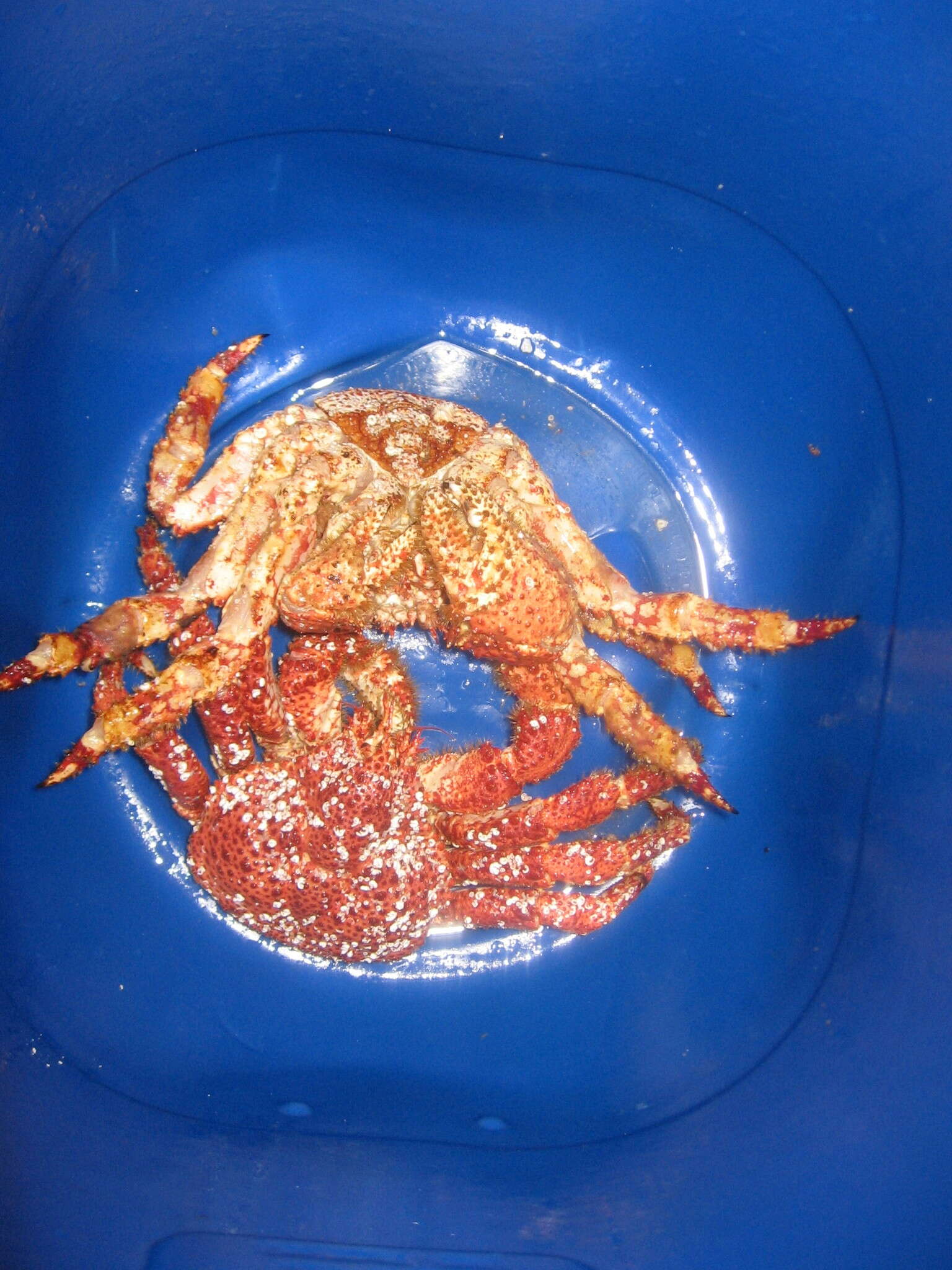 Image of false southern king crab