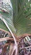 Image of Pandanus spinifer Warb.