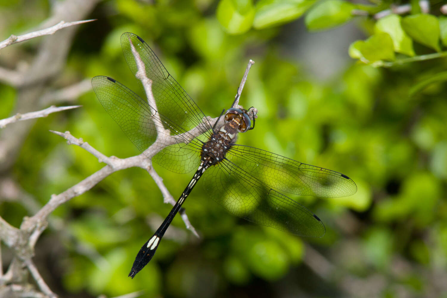 Image of Pale-faced Clubskimmer