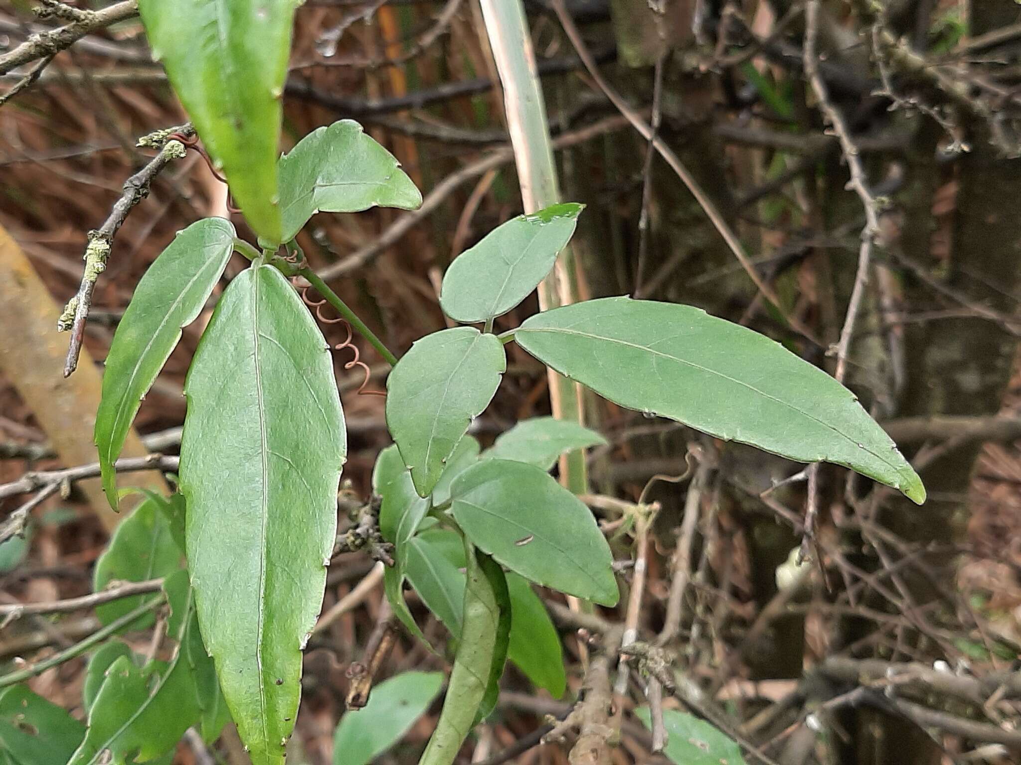 Image of Tetrastigma hemsleyanum Diels & Gilg