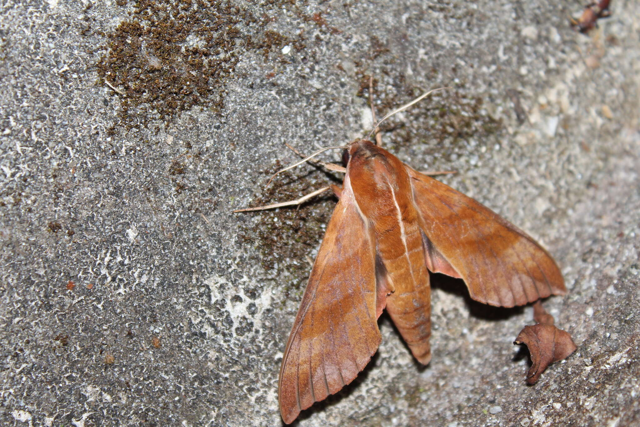 Image of Ampelophaga rubiginosa Bremer & Grey 1853