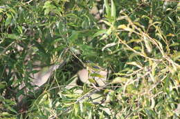 Image of Philadelphia Vireo