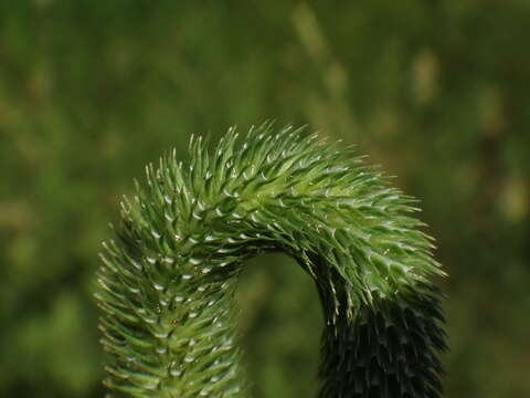 Image of Phleum bertolonii DC.