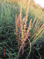 Rumex stenophyllus Ledeb. resmi