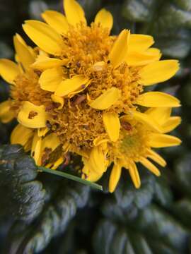 Image of Bolander's ragwort