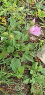 Image of Malope malacoides L.