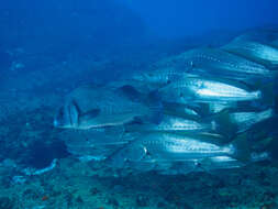 Image of Brown Sweetlips