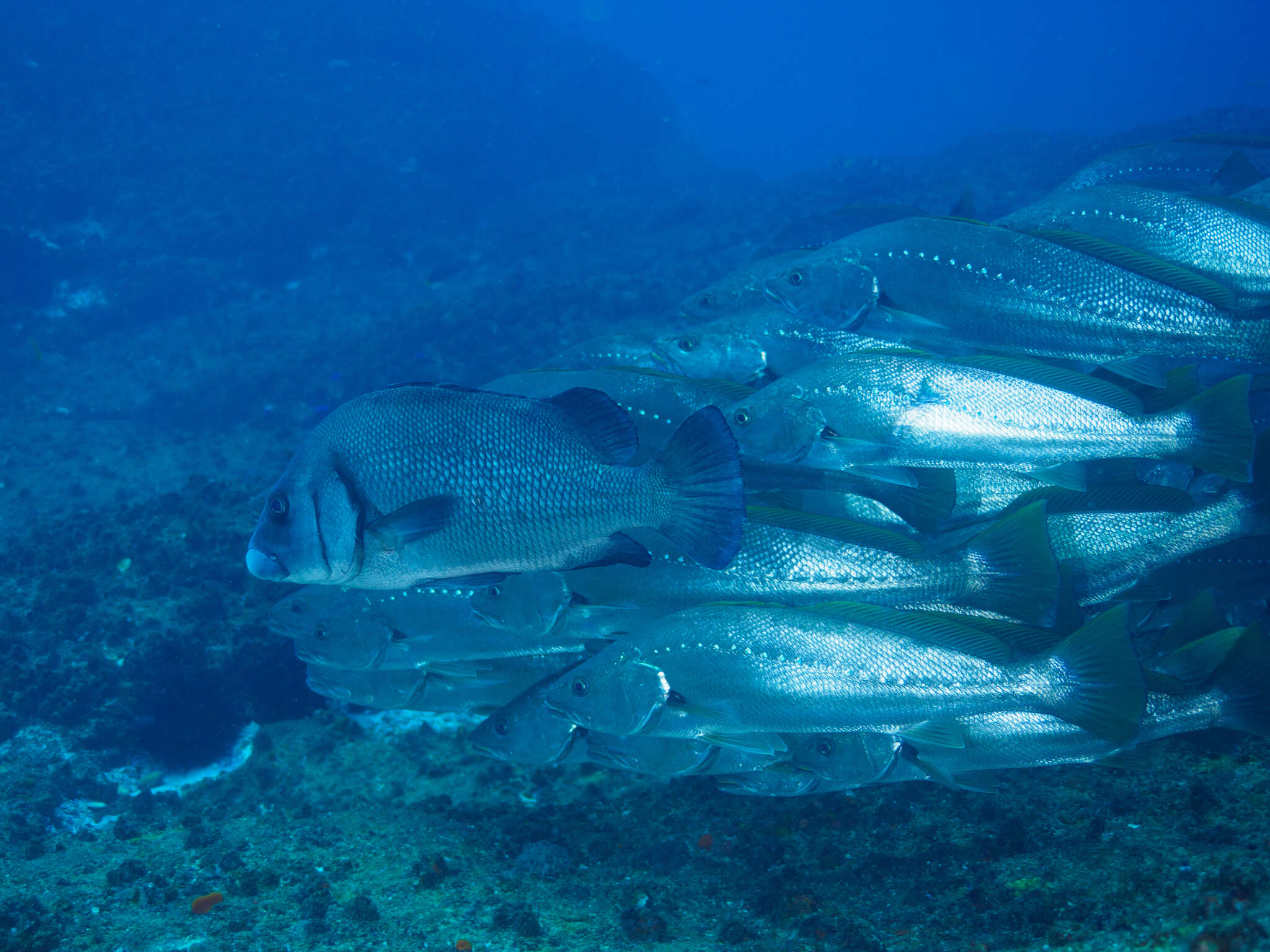 Image of Brown Sweetlips