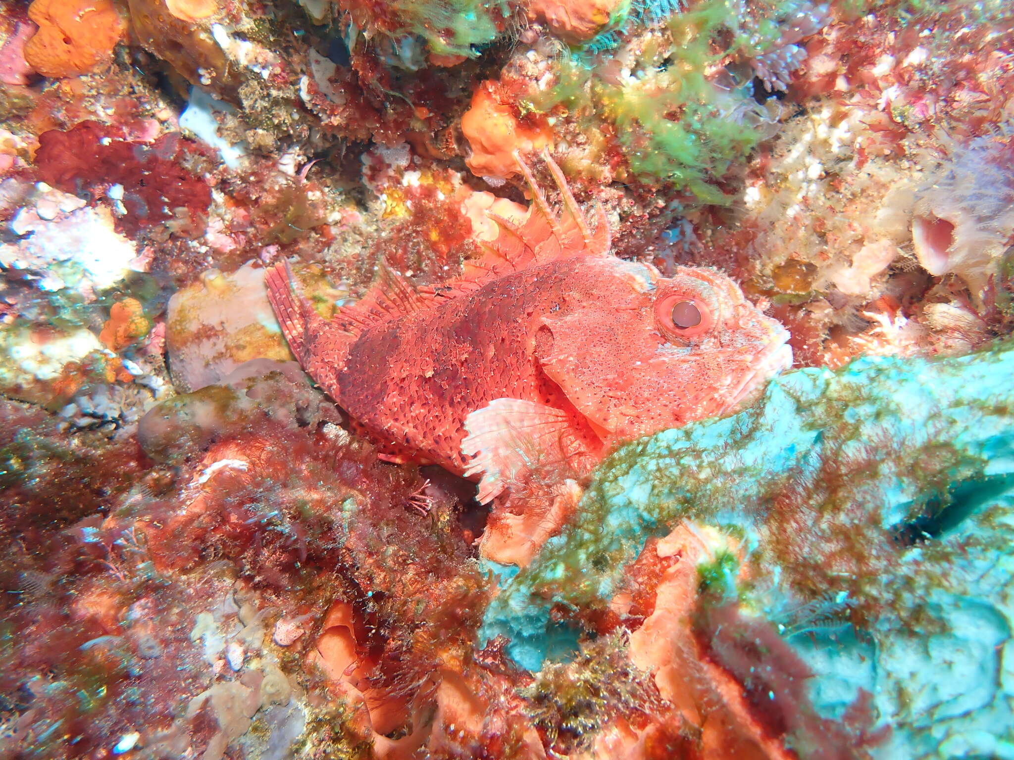 Image of Western red rockcod