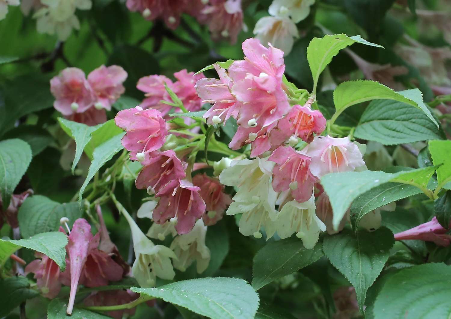 Image of Weigela decora (Nakai) Nakai