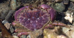 Imagem de Glebocarcinus oregonensis (Dana 1852)